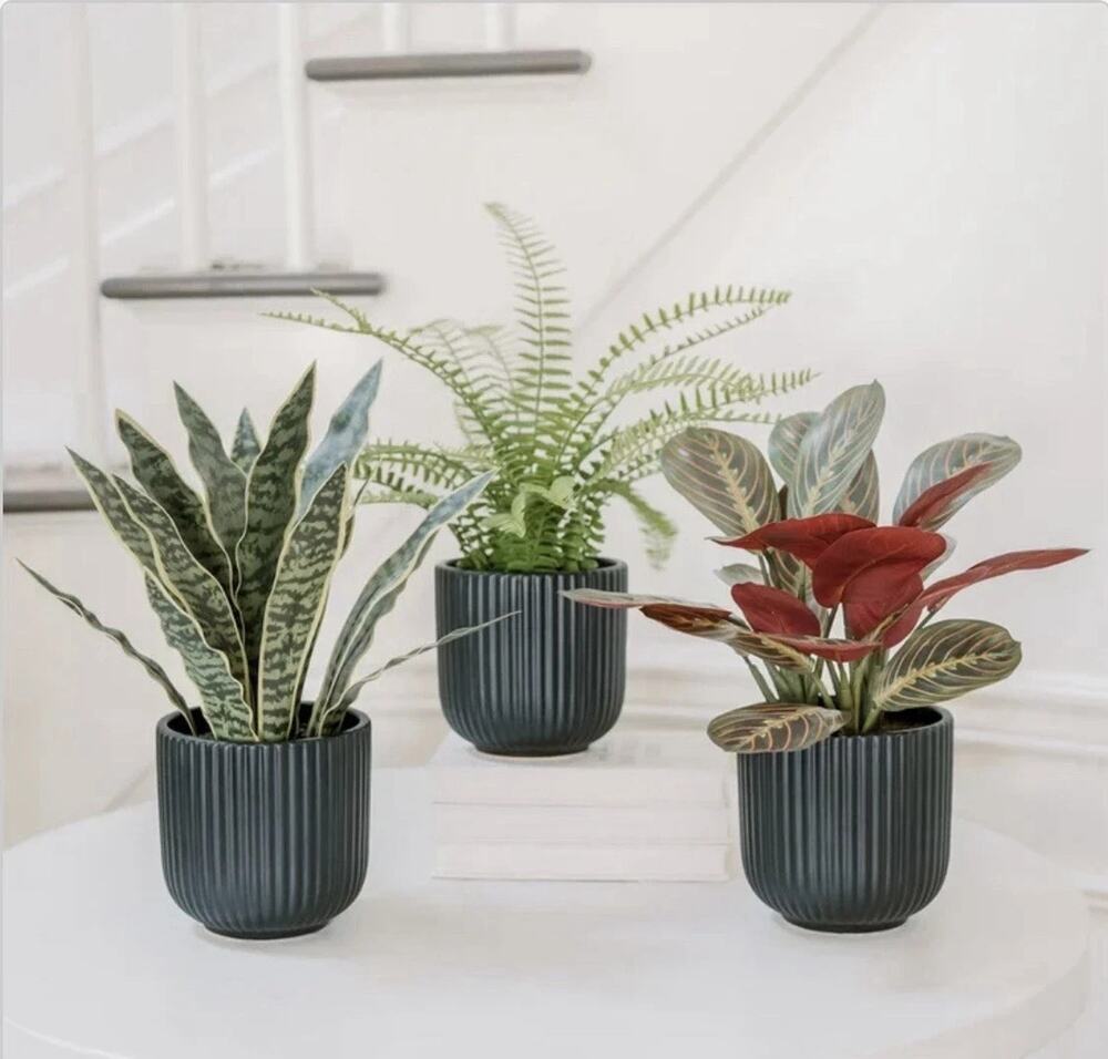 CGH Faux Decorative Plant 3 Pack Snake Fern Prayer Plant Planter Zero Maintenanc